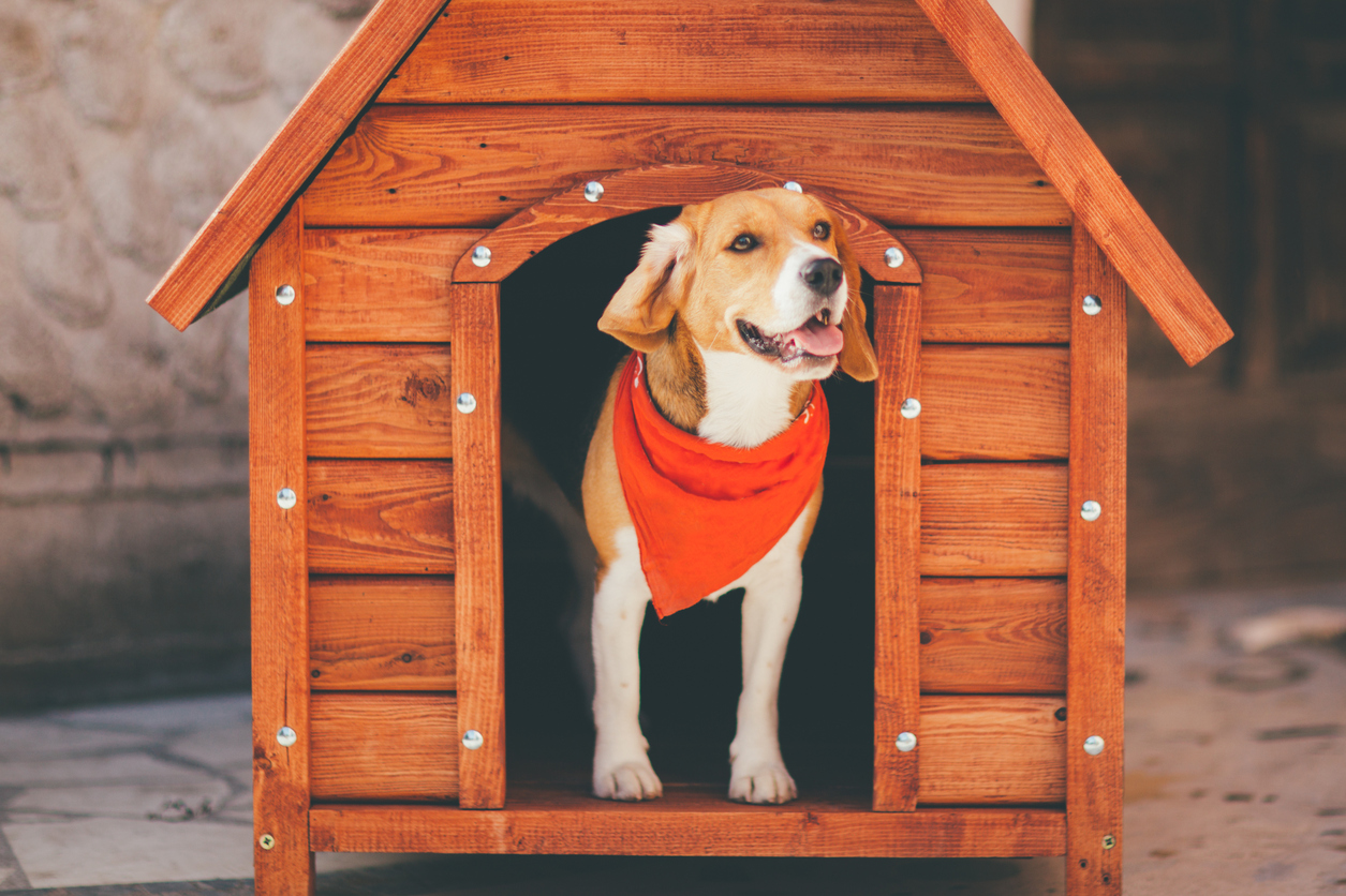 Dog Kennel