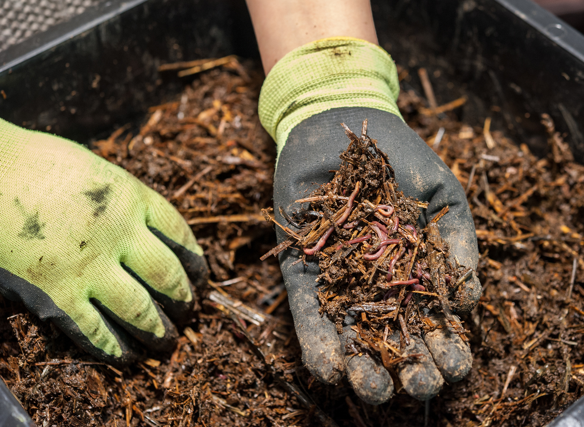 The worm composting is a great fertilizer.