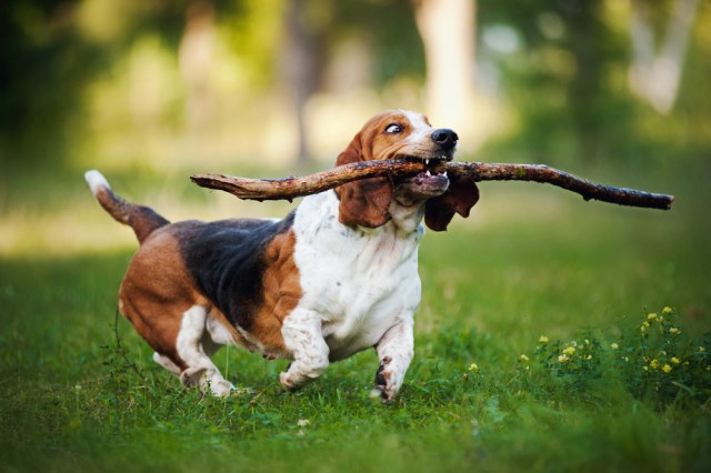 Get more time to walk the dog when you use time-saving Personal Trainer Food meals to lose weight fast. 