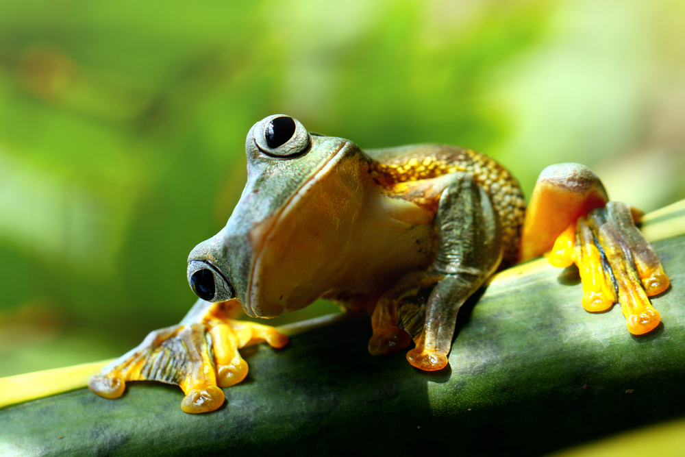 A fun alternative to Pokemon Go is to download the iNaturalist app; get your Personal Trainer Food steps in hunting down cute things like this frog!