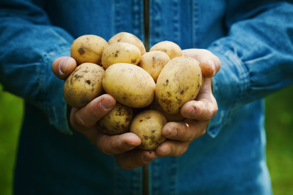 Hold off on the starchy vegetables like potatoes while in weight loss phase, with Personal Trainer Food, you will get enough quality complex carbs to keep you satisfied.